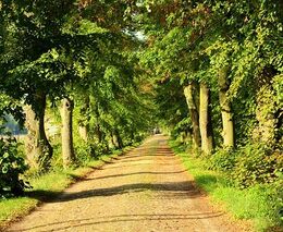 Ochranná pásma pro stromořadí: to přinese novela zákona o ochraně přírody a krajiny