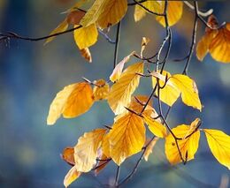 Podzim v srpnu: Vystresované stromy shazují předčasně listí