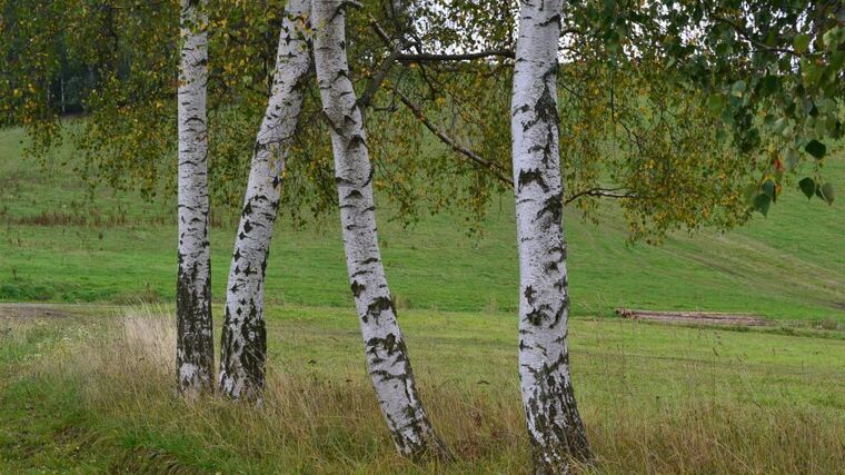 I větrolamy vyžadují péči, aby dobře chránily před půdu erozí