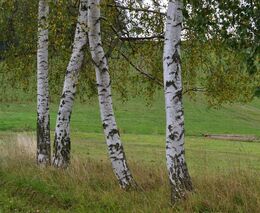 I větrolamy vyžadují péči, aby dobře chránily před půdu erozí