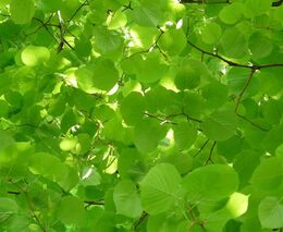 Světelný smog mění listí stromů. Vědci varují před vážnými dopady na hmyz