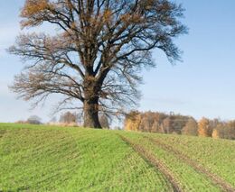 Konec smrkové nadvlády. Nejpříznivější klimatické podmínky budou pro pěstování dubu