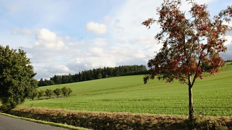 Stromům škodí hluk, dopady na flóru i faunu jsou dlouhodobé, ukazuje studie
