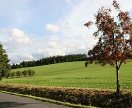 Stromům škodí hluk, dopady na flóru i faunu jsou dlouhodobé, ukazuje studie