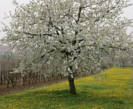 Vojenské lesy a statky roubují ovocné stromy v Brdech odrůdami ze zaniklých obcí