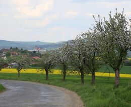 Příručka - Doporučení k péči o dřeviny v obcích