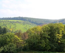 Evropský strom roku 2017