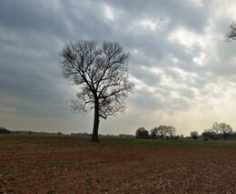 Stromy podle vědců fungují jako kronika extrémních klimatických událostí
