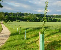 Vytvářet remízky nebo stromořadí na orné půdě je nově jednodušší. MŽP a MZE usnadňují podmínky