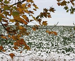 Další existence Pozemkového fondu ČR není žádoucí