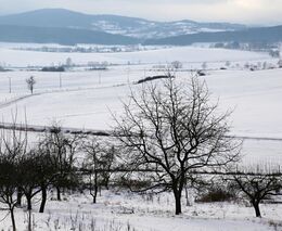 Adaptační strategie: (ne)schopnost stanovit priority