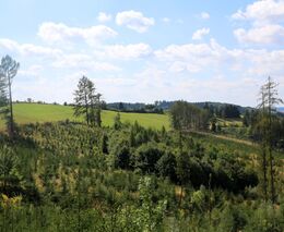  Zalesnilo se 40 tisíc hektarů lesa. Rekordní je přirozená obnova