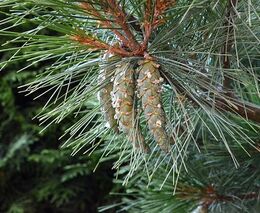 Novely lesního zákona a zákona o uvádění dřeva na trh usnadní obnovu lesů