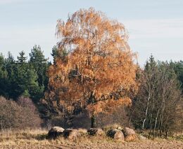 Pěstovat dál smrky? Proč ne, jen to musíme dělat jinak než dosud, říká lesník Aleš Erber