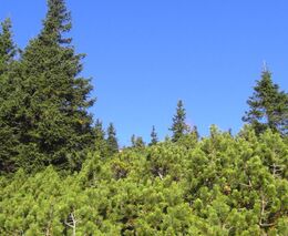 Vlastníci lesů ze SVOL mají dotační podmínky pro obnovu lesů za zbytečně přísné