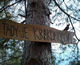 Do Krkonoš se vrací jedle bělokorá, dokáže čelit klimatické změně