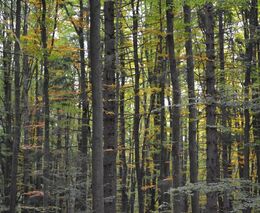 Novela zákona podle ekologů chce zrušit podíl listnáčů v soukromých lesích