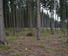 České luhy a háje jsou stále jednotvárnější. Přírodní rozmanitost mizí v celé Evropě