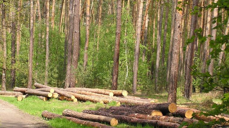 Rádce vlastníka lesa do výměry 50 ha