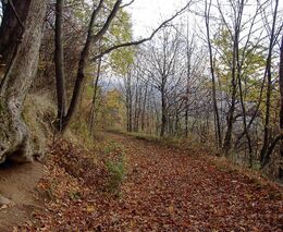 Výmladkové hospodaření v lesích svědčí pavoukům, mají více světla, zjistili vědci 