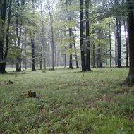 Lesníci mohou nově žádat o investiční podporu z podpůrného fondu kdykoliv v roce