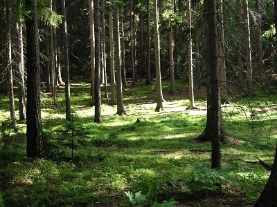 SVOL žádá, aby vláda podpořila adaptaci lesů na změnu klimatu