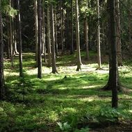 LDF MENDELU a její partneři posilují evropské klimaticky odolné lesnictví