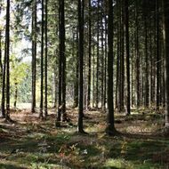 Cesium není jen pozůstatek jaderných havárií. V českých lesích hraje překvapivě důležitou roli