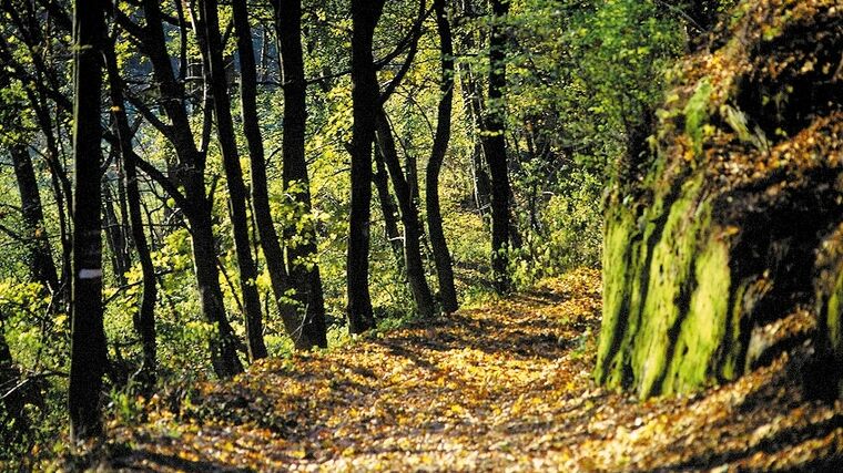 Přírodní dědictví bučin Východního Krušnohoří zachovají kroky ve prospěch biologické rozmanitosti
