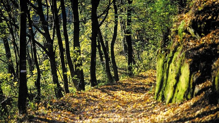 Listnáčů se sází stále více. Jejich podíl při osazování nových lesů roste