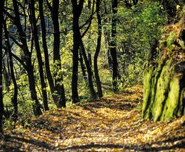 Přírodní dědictví bučin Východního Krušnohoří zachovají kroky ve prospěch biologické rozmanitosti