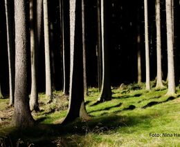 Lesničtí odborníci i hospodáři požadují novelizaci lesního zákona