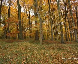 Majitelé lesů žádají o kompenzaci škod po kůrovci. Chtějí víc, než kolik stát vyčlenil