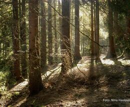 Vlastníci lesů chtějí omezit sběr klestí. Ať si lidé odnesou, co unesou, navrhli