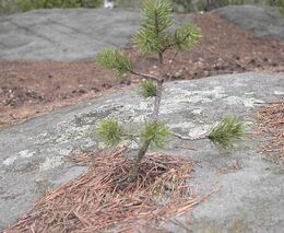 Naše lesy potřebují dlouhodobou vizi, méně stromů a méně zvěře, říká lesník Aleš Erber