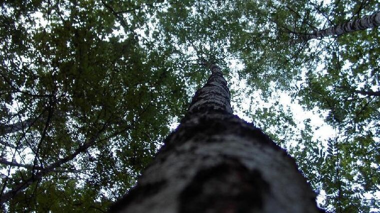 Rozpad lesů ohrožuje podle experta bezpečnost státu