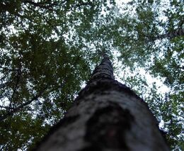 Rozpad lesů ohrožuje podle experta bezpečnost státu