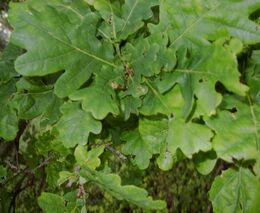 Projekt Sázíme Česko upozorňuje na úbytek výsadby sazenic stromů 