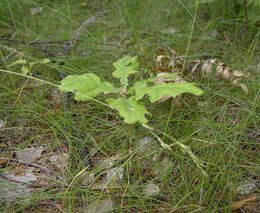 Obnovu lesů po kůrovci brzdí zvěř, která poškozuje sazenice. Nejvíce ohroženy jsou listnáče 