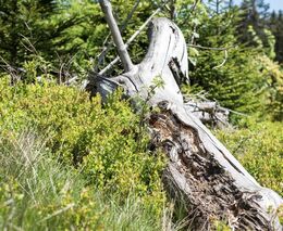 Vědci ze zlínské univerzity testují hydrogely ze syrovátky při obnově lesů