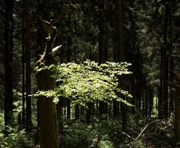 Rok od ničivého požáru v Národním parku České Švýcarsko. Prevence počítá s lepším monitoringem