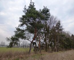 ÚKZÚZ nařídil mimořádná rostlinolékařská opatření proti houbě škodící borovicím a douglasce