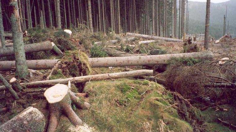 Programy PGRLF Lesní hospodář, Zpracovatel a Zpracovatel dřeva pokračují i po novém roce