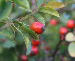 Vrchní ředitelé pro životní prostředí EU v Praze diskutovali o obnově přírody i světelném znečištění