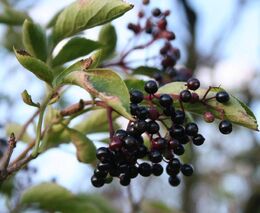 V okrajové části Prostějova bude vybudováno biocentrum se stromy a keři
