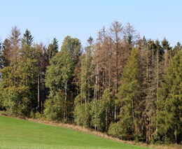 Kůrovcová kalamita v ČR ustupuje, ovlivňuje to počasí a nové metody ochrany