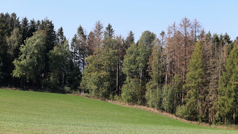 Na Vysočině deště pomohou s obnovou lesů, kalamita pokračuje