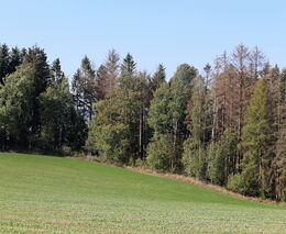 Na Vysočině deště pomohou s obnovou lesů, kalamita pokračuje