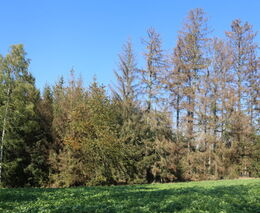 Týden podle PH č. 20 - 2021 (pH týdne: 6)