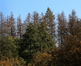 Tisíce korun za každý hektar. Ministerstvo zvažuje dotace majitelům lesů